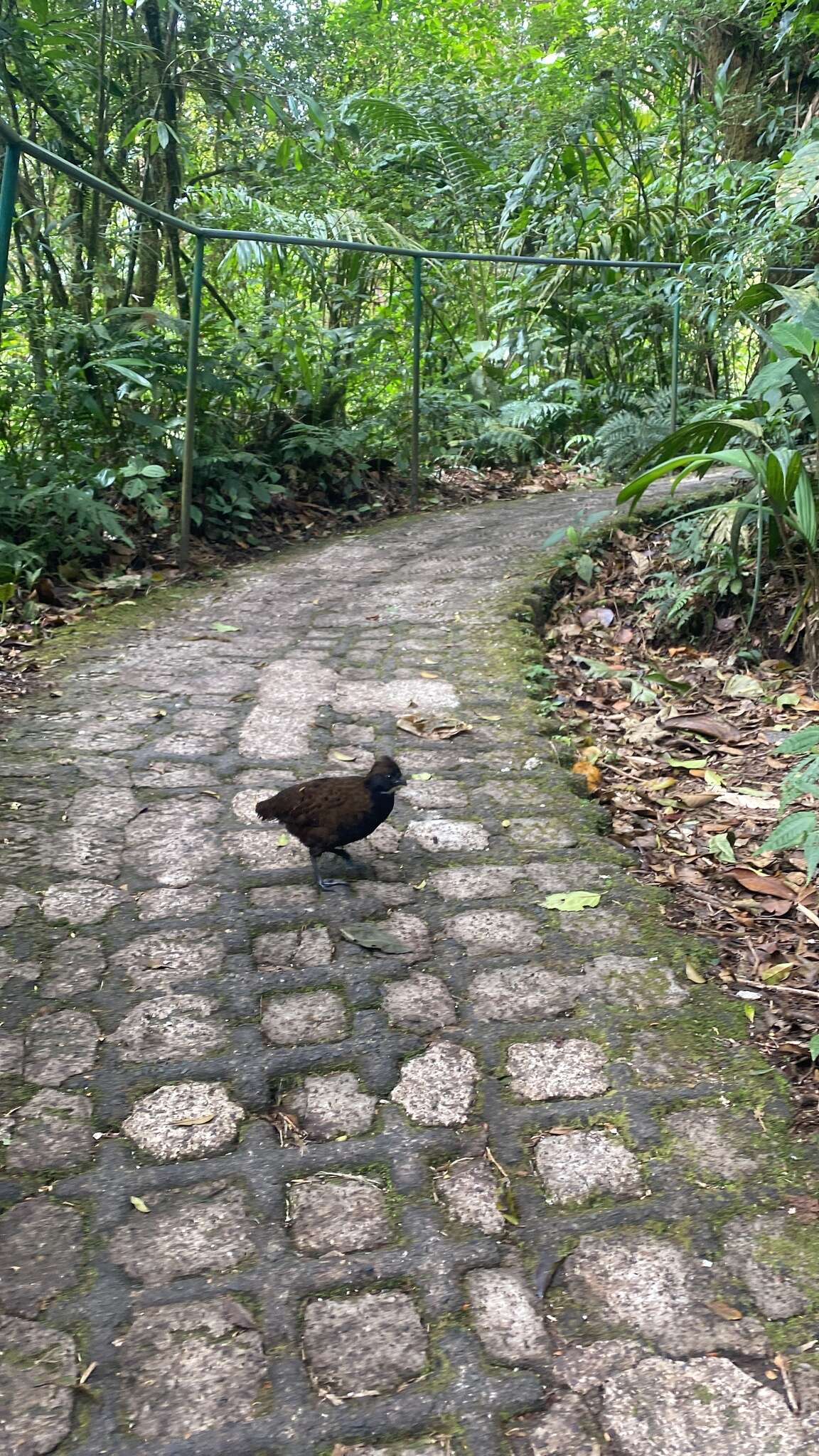 Image of Black-breasted Wood Quail