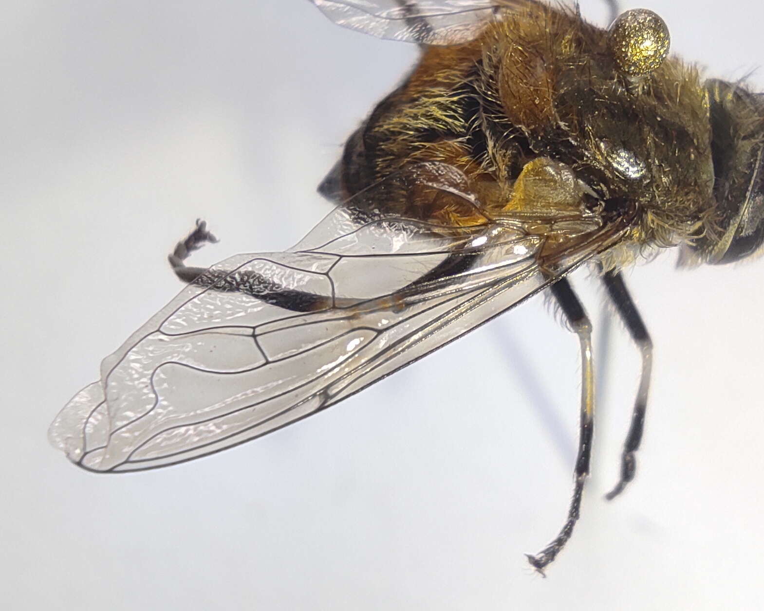 Image of Eristalis bogotensis Macquart 1842