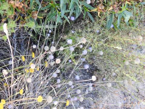 Image de Jasione crispa subsp. sessiliflora (Boiss. & Reut.) Tutin