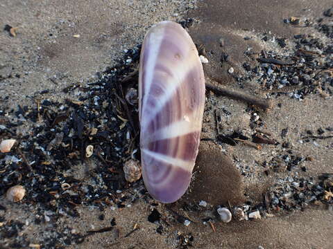 Image of sunset razor clam