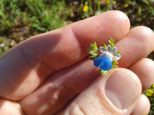 صورة Nemesia barbata (Thunb.) Benth.