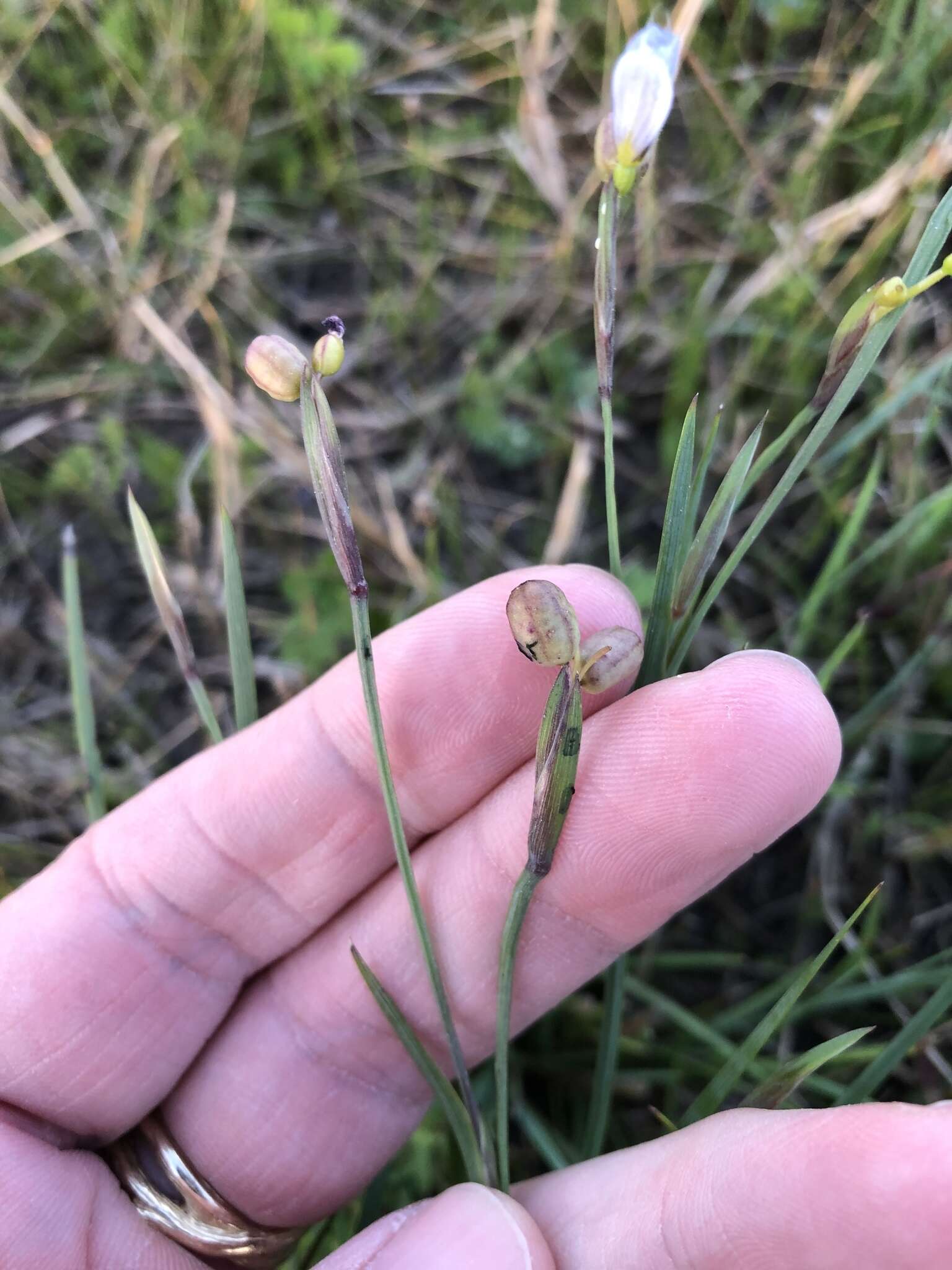 Image of Wiry Blue-Eyed-Grass