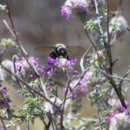 Plancia ëd Xylocopa tabaniformis androleuca Michener 1940