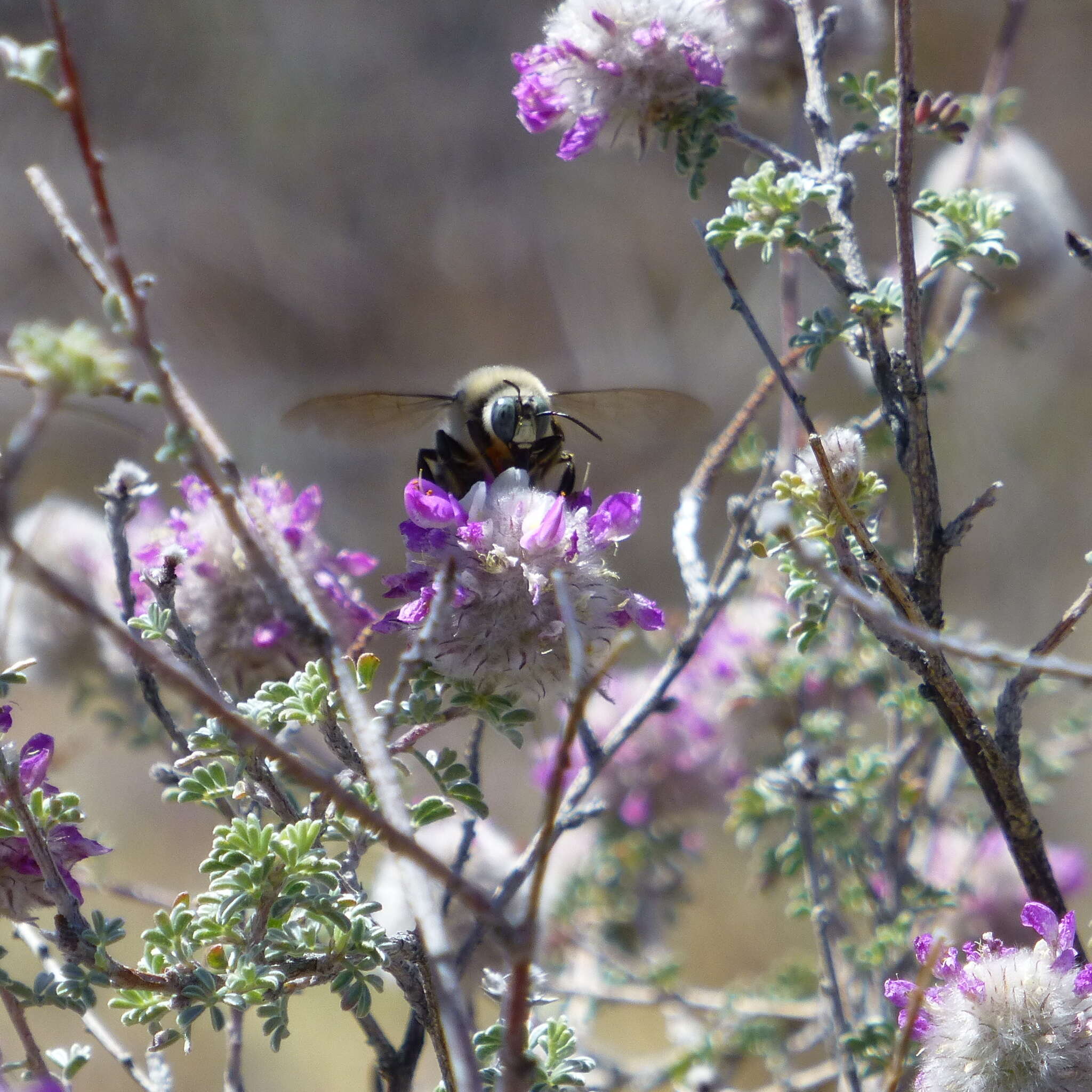 Image of Xylocopa tabaniformis androleuca Michener 1940