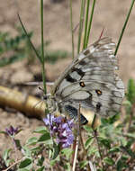 Parnassius ariadne (Lederer 1853) resmi