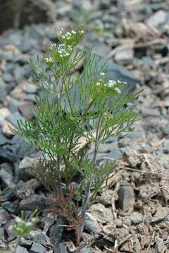 Imagem de Scandix stellata Banks & Solander