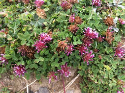 Image of cows clover