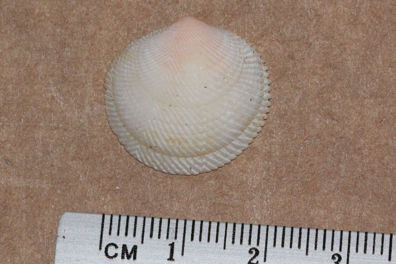 Image of Divaricella irpex (E. A. Smith 1885)