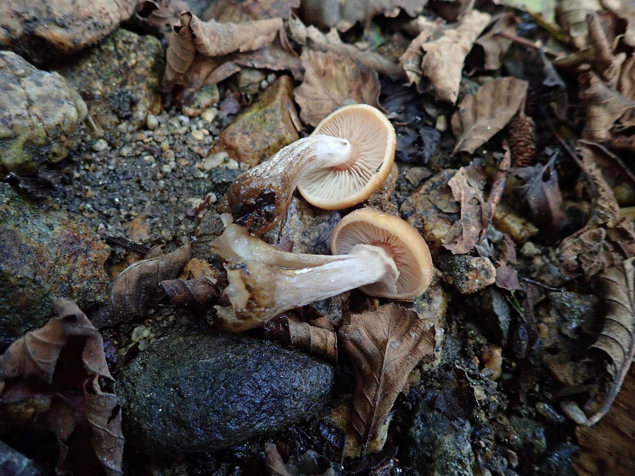 صورة Armillaria nabsnona T. J. Volk & Burds. 1996