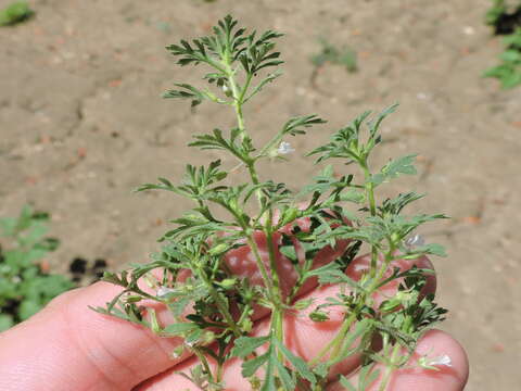 Image of Narrow-Leaf Paleseed