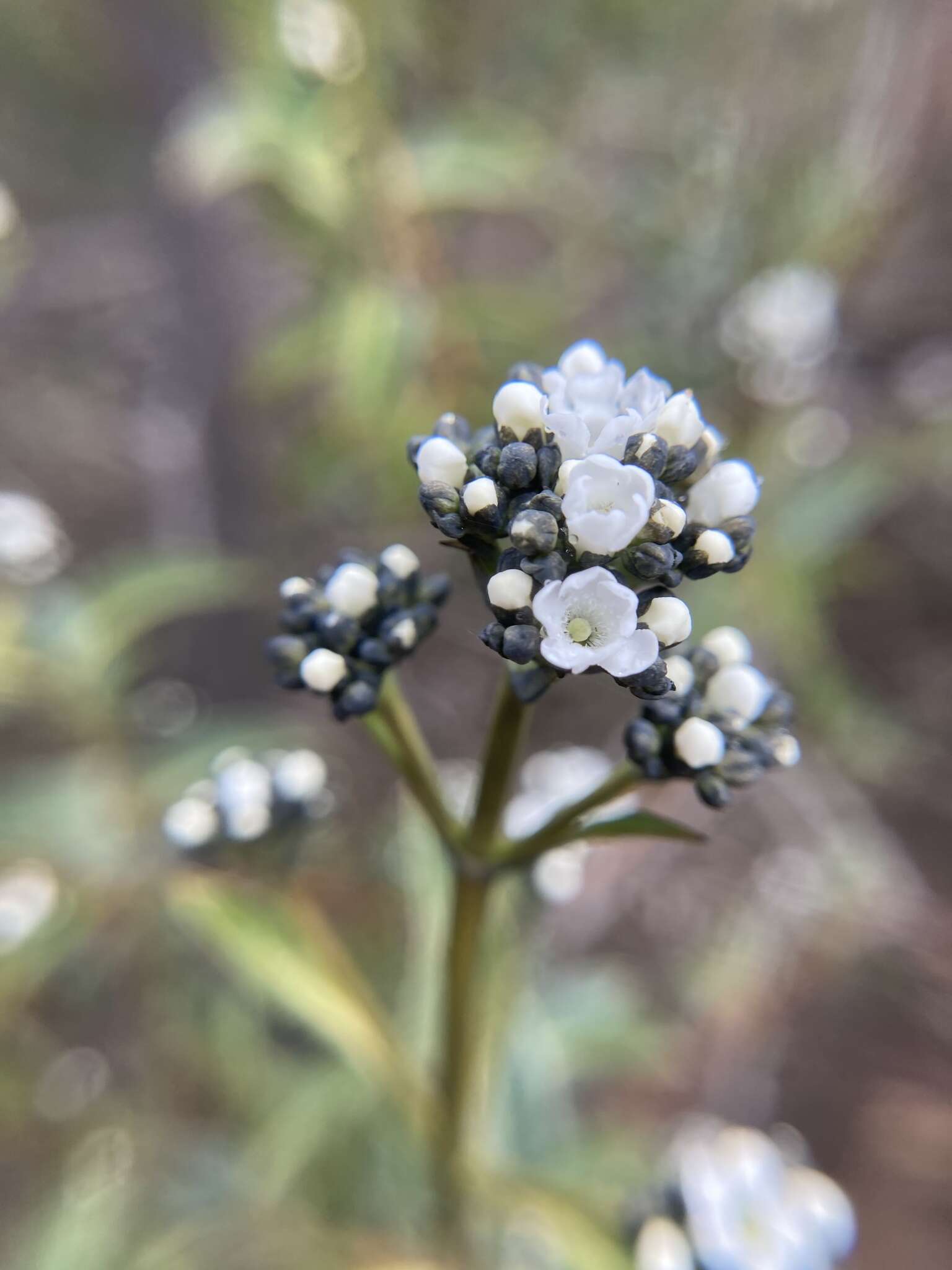 Image of Logania saxatilis G. Perry ex B. J. Conn