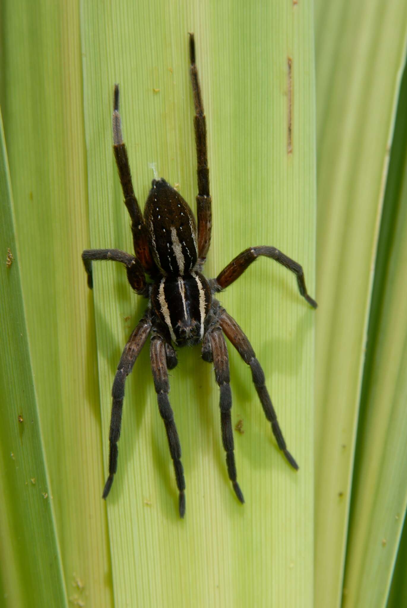 Image of Dolomedes minor L. Koch 1876