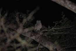 Image of Madagascar Scops-owl