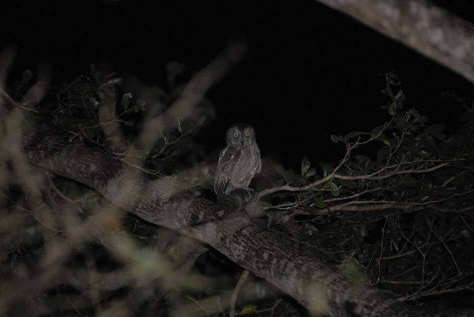 Image of Madagascar Scops-owl