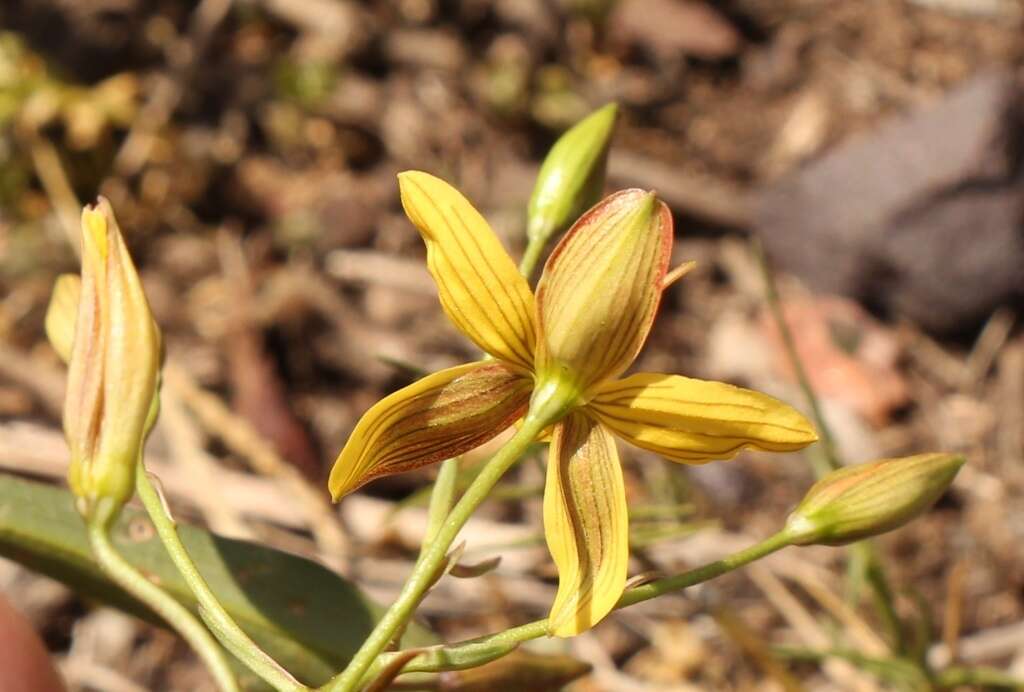 Image of Cyanella lutea L. fil.