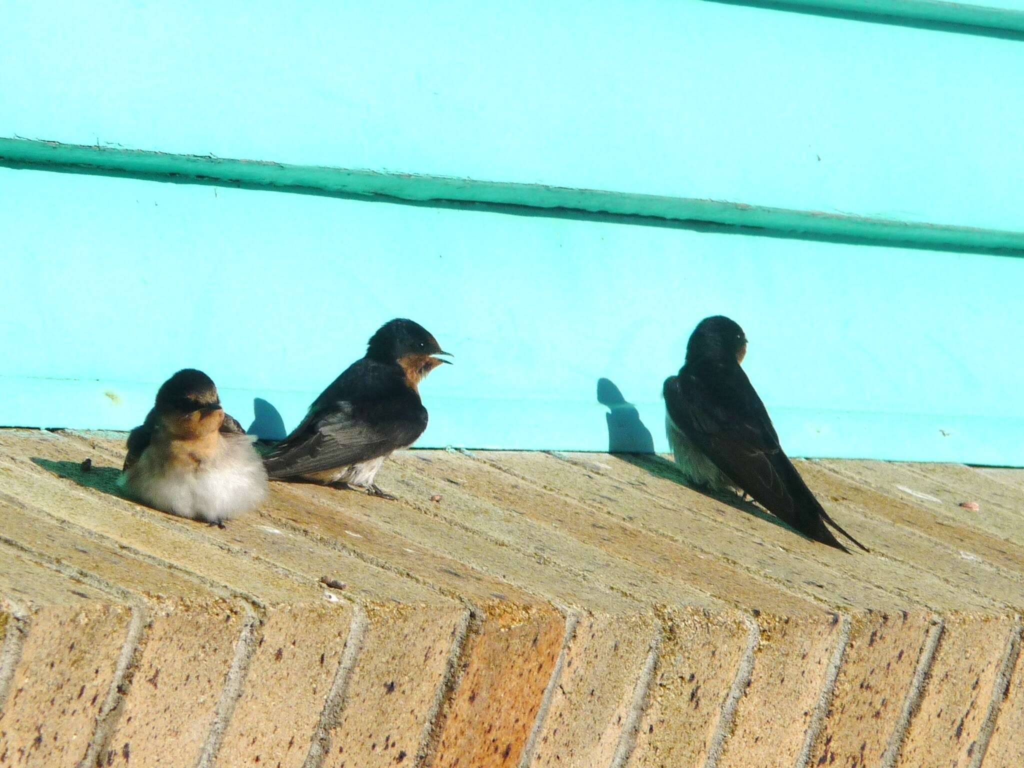 Image of Hirundo neoxena neoxena Gould 1842