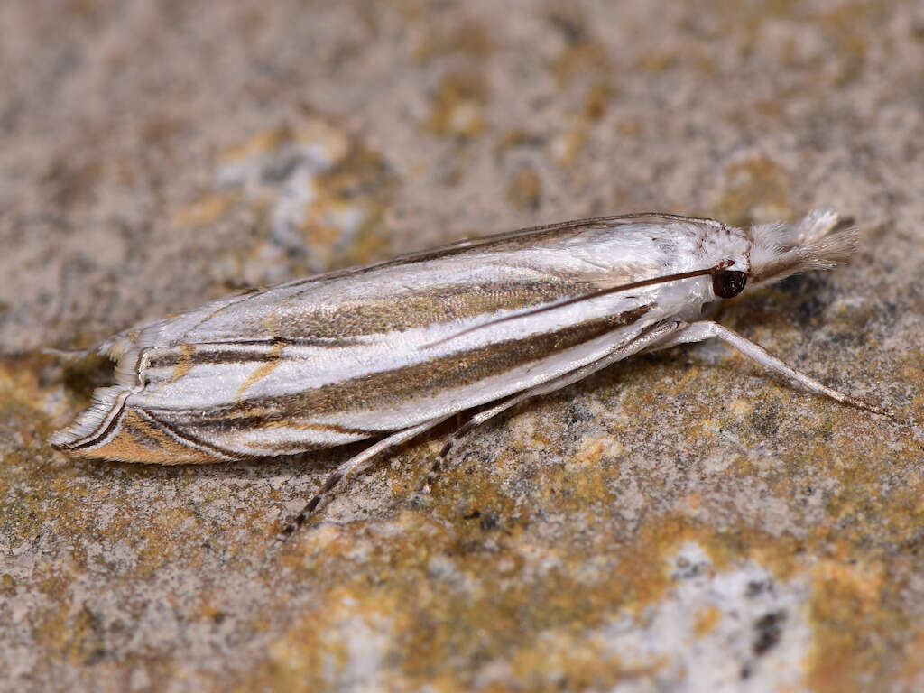 Imagem de Mesocrambus candiellus Herrich-Schäffer 1848