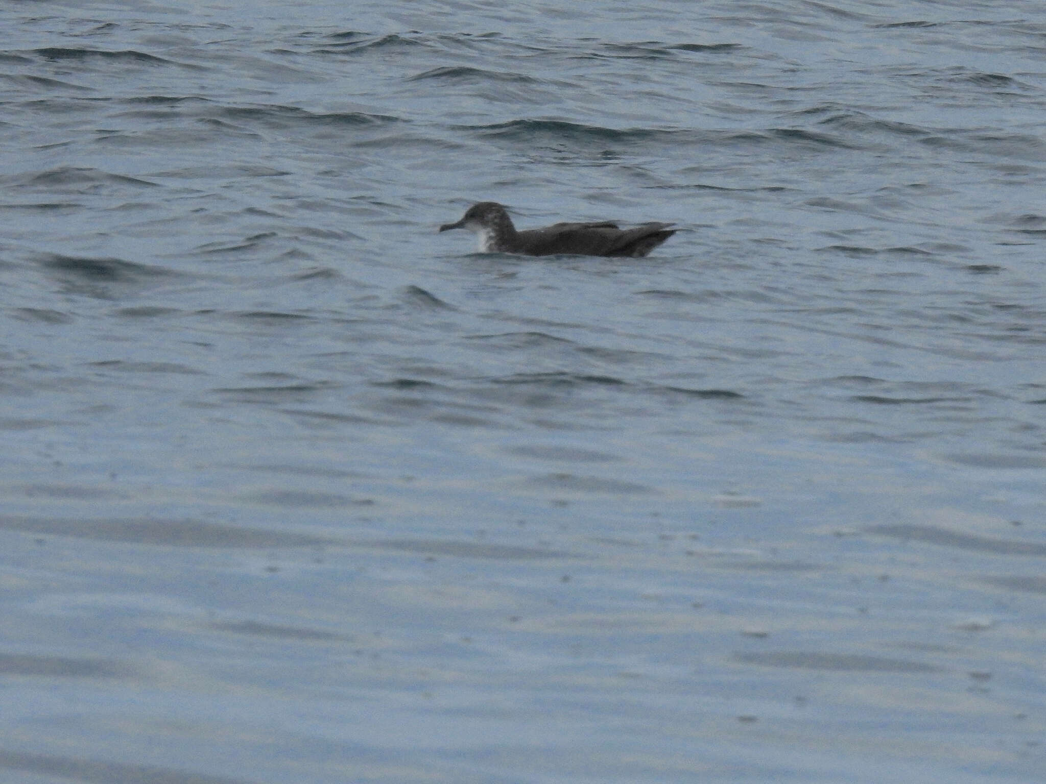 Image of Balearic Shearwater