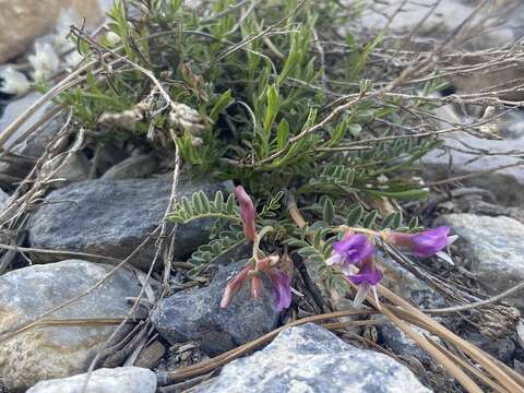 Image of Egg Milkvetch