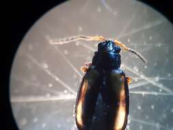 Image of <i>Phyllotreta variipennis</i>