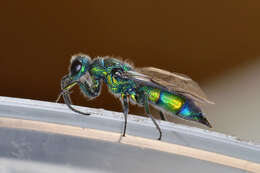 Image of <i>Chrysis iris</i>