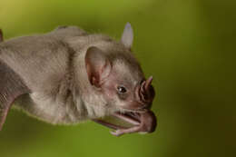 Image of Flat-faced Fruit-eating Bat