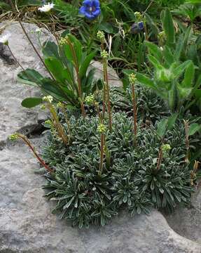 Image of Encrusted Saxifrage