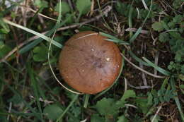 Sivun Suillus collinitus (Fr.) Kuntze 1898 kuva