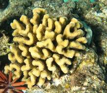 Слика од Pocillopora meandrina Dana 1846