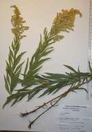 Image de <i>Solidago <i>canadensis</i></i> var. canadensis