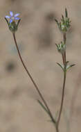 Слика од Eriastrum calocyanum S. J. De Groot