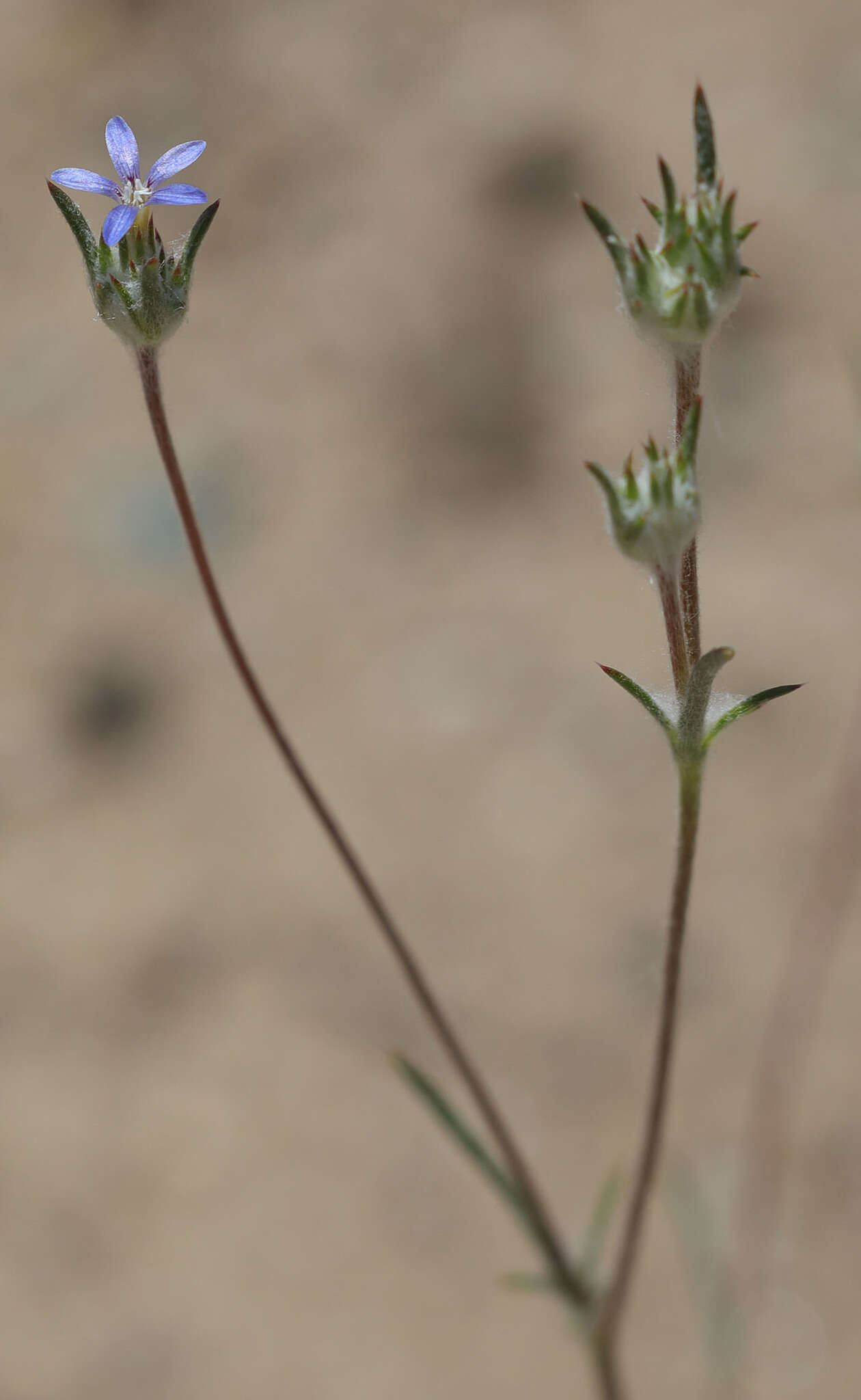 Imagem de Eriastrum calocyanum S. J. De Groot