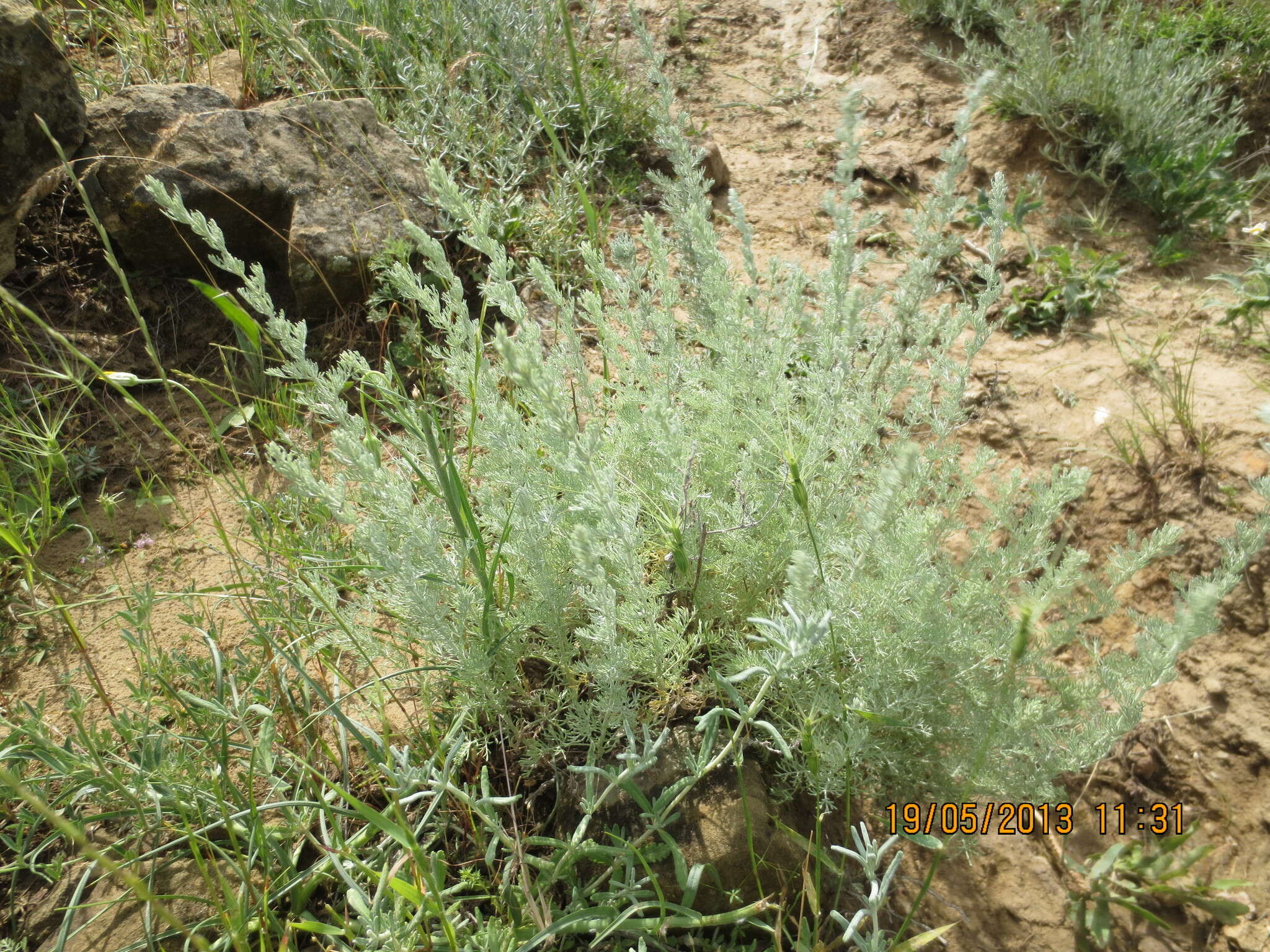 صورة Artemisia taurica