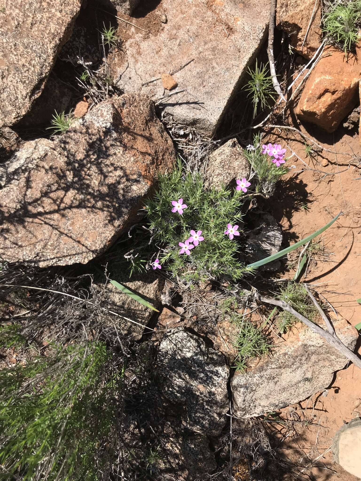 Imagem de Phlox austromontana Coville