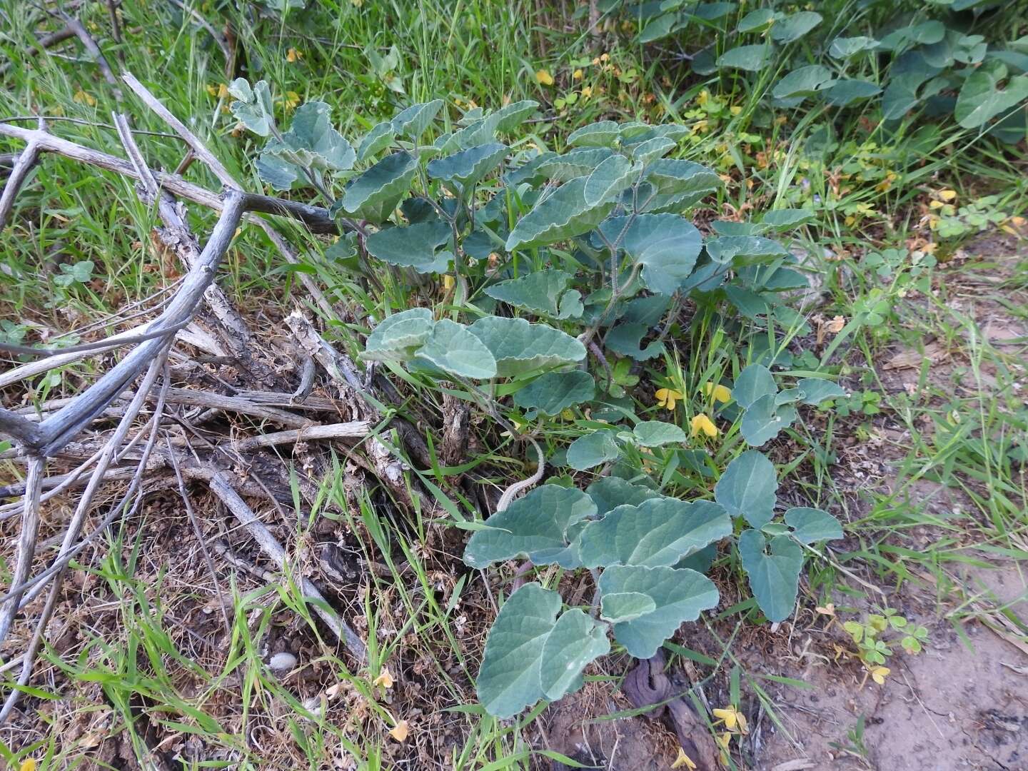 Image of Aristolochia cretica Lam.