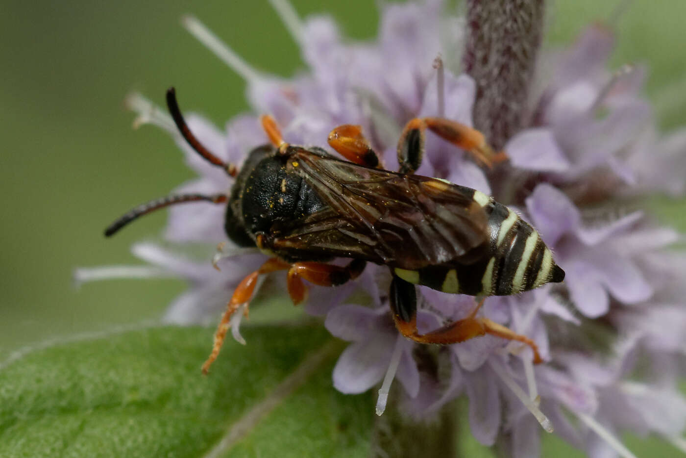 Imagem de Nomada rufipes Fabricius 1793