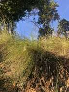 Plancia ëd Festuca californica Vasey