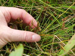 Image of slender flatsedge