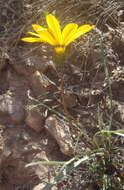 Image of Gazania krebsiana subsp. krebsiana