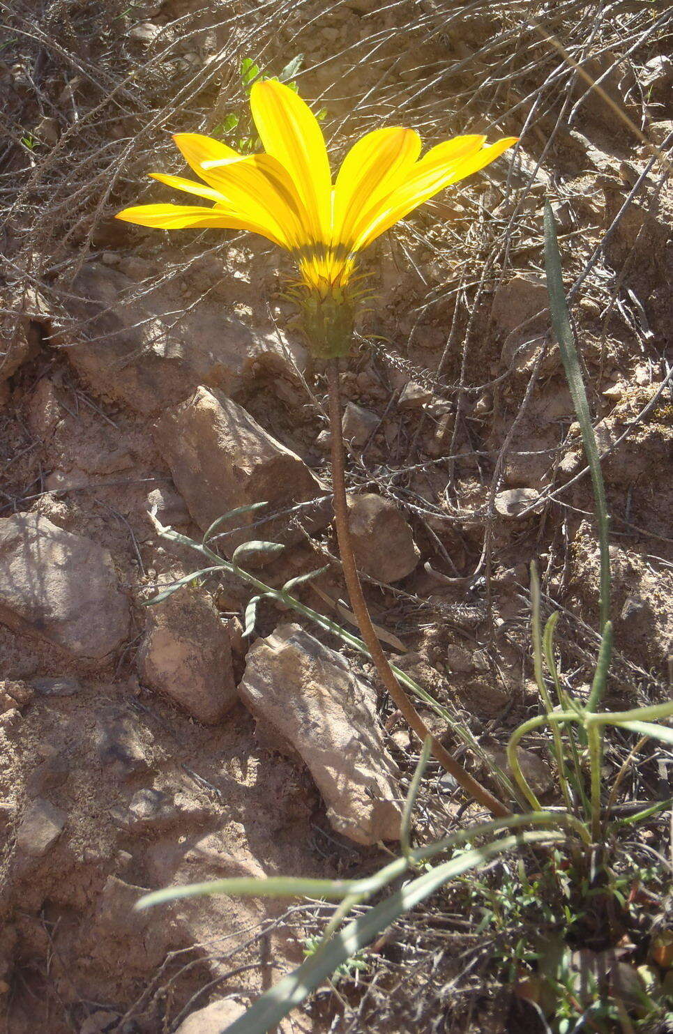 Image of Gazania krebsiana subsp. krebsiana