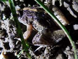 Image of rufous frog