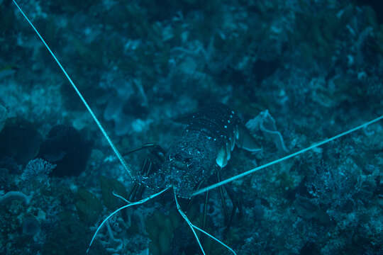 Image of Australian Spiny Lobster