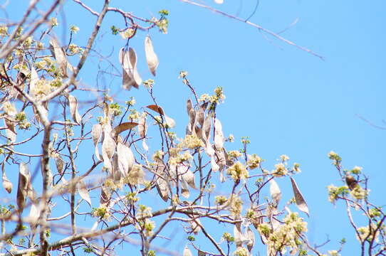 Image of Hesperalbizia