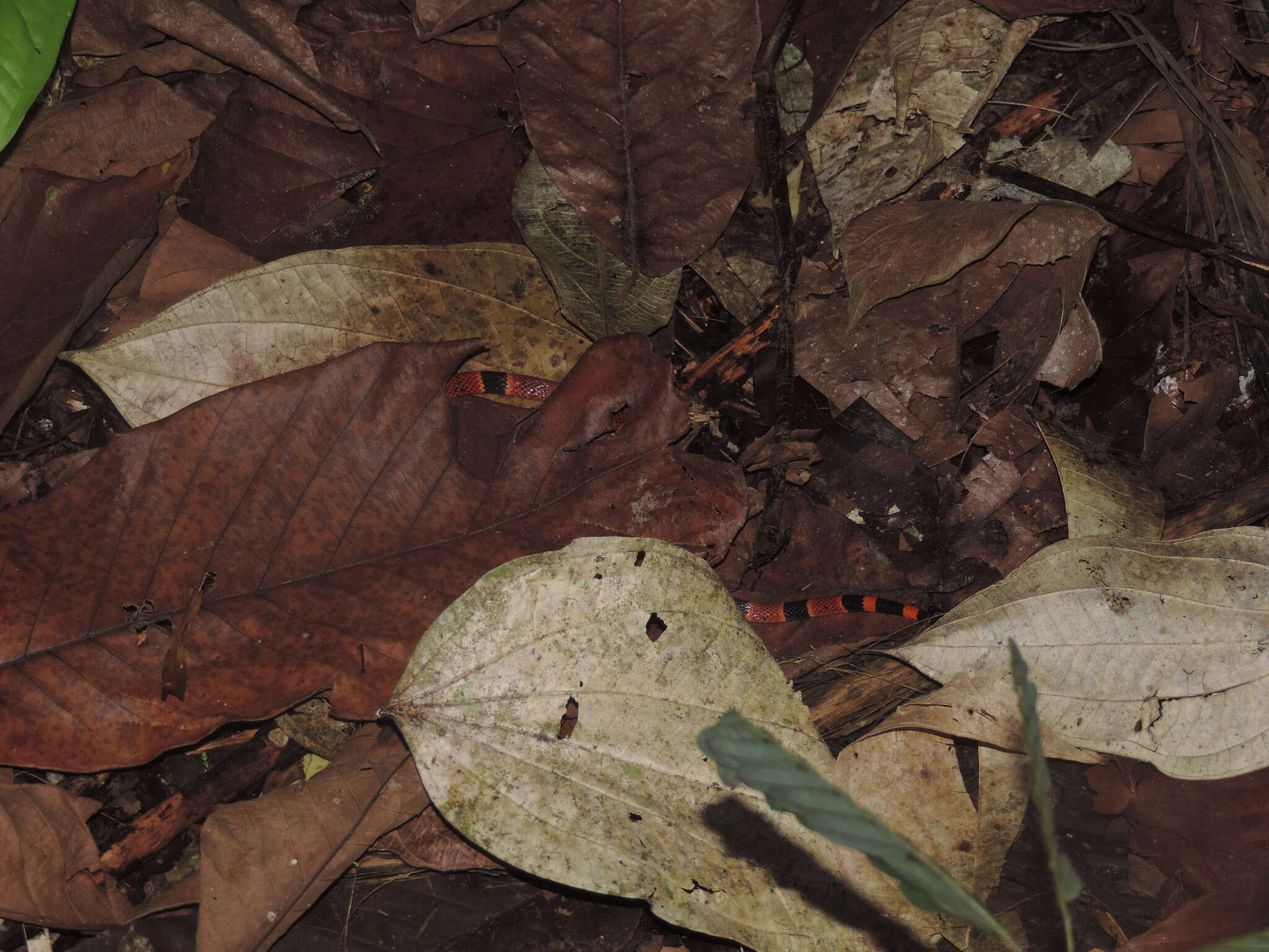 Image of Micrurus nigrocinctus nigrocinctus (Girard 1854)