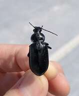 Calosoma (Callitropa) macrum Le Conte 1853 resmi