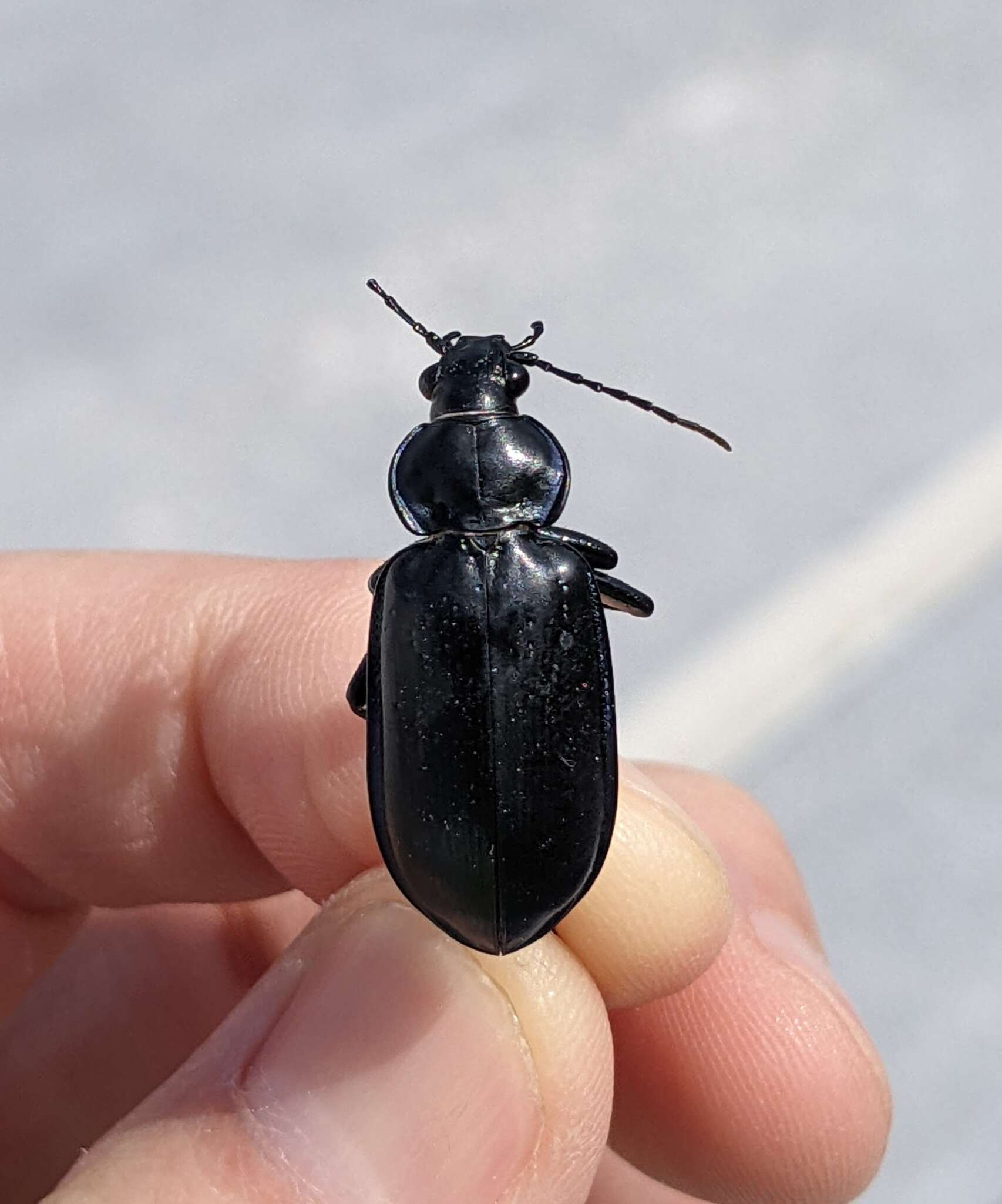 Слика од Calosoma (Callitropa) macrum Le Conte 1853