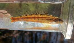 Image of Bandfin darter