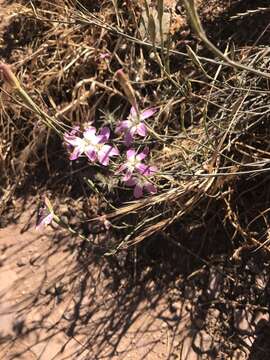 Image of Wild pink