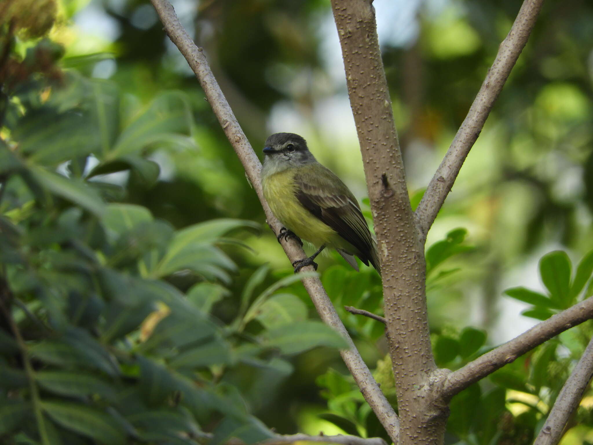 Image of Sooty-headed Tyrannulet