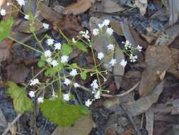 Imagem de Ageratina jucunda (E. Greene) A. Clewell & Woot.